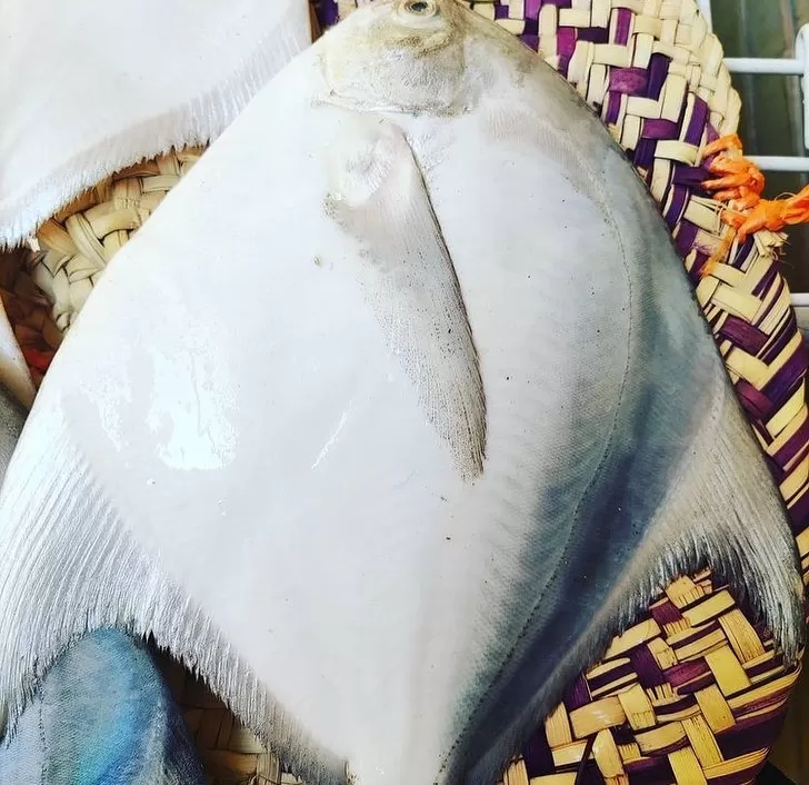 ماهی حلوا سفید یا طلای خلیج فارس + معرفی و عکس