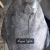 ماهی حلوا سیاه با گوشتی سفید + عکس و معرفی