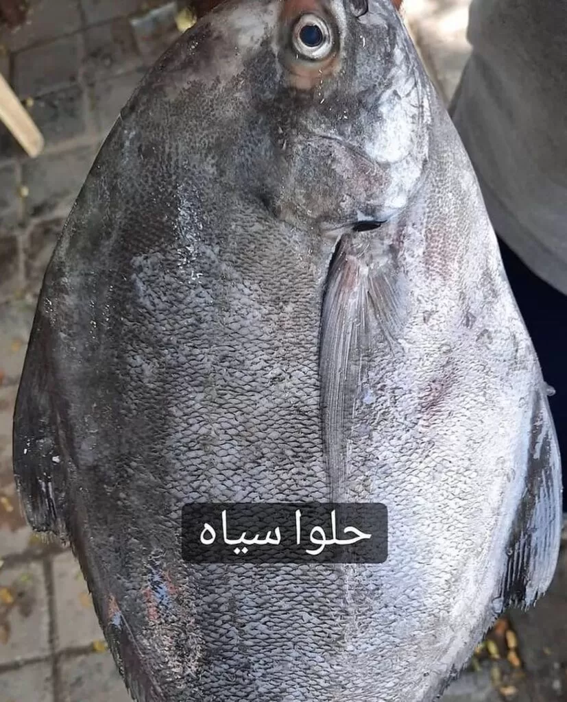 ماهی حلوا سیاه با گوشتی سفید + عکس و معرفی