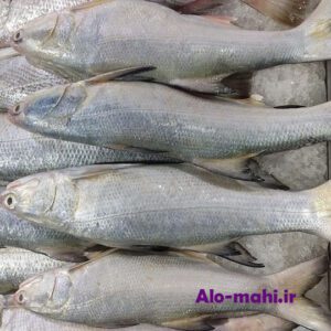 مشخصات ماهی راشگو یا آهوی دریای جنوب + عکس