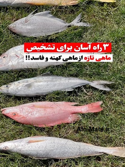 3 راه آسان برای تشخیص ماهی تازه از ماهی کهنه و فاسد!!!