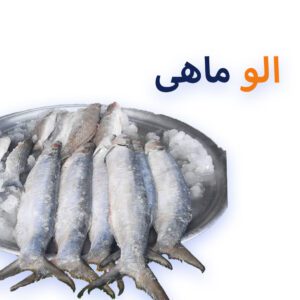 خرید و قیمت ماهی خارو تازه دریای جنوب از خلیج فارس