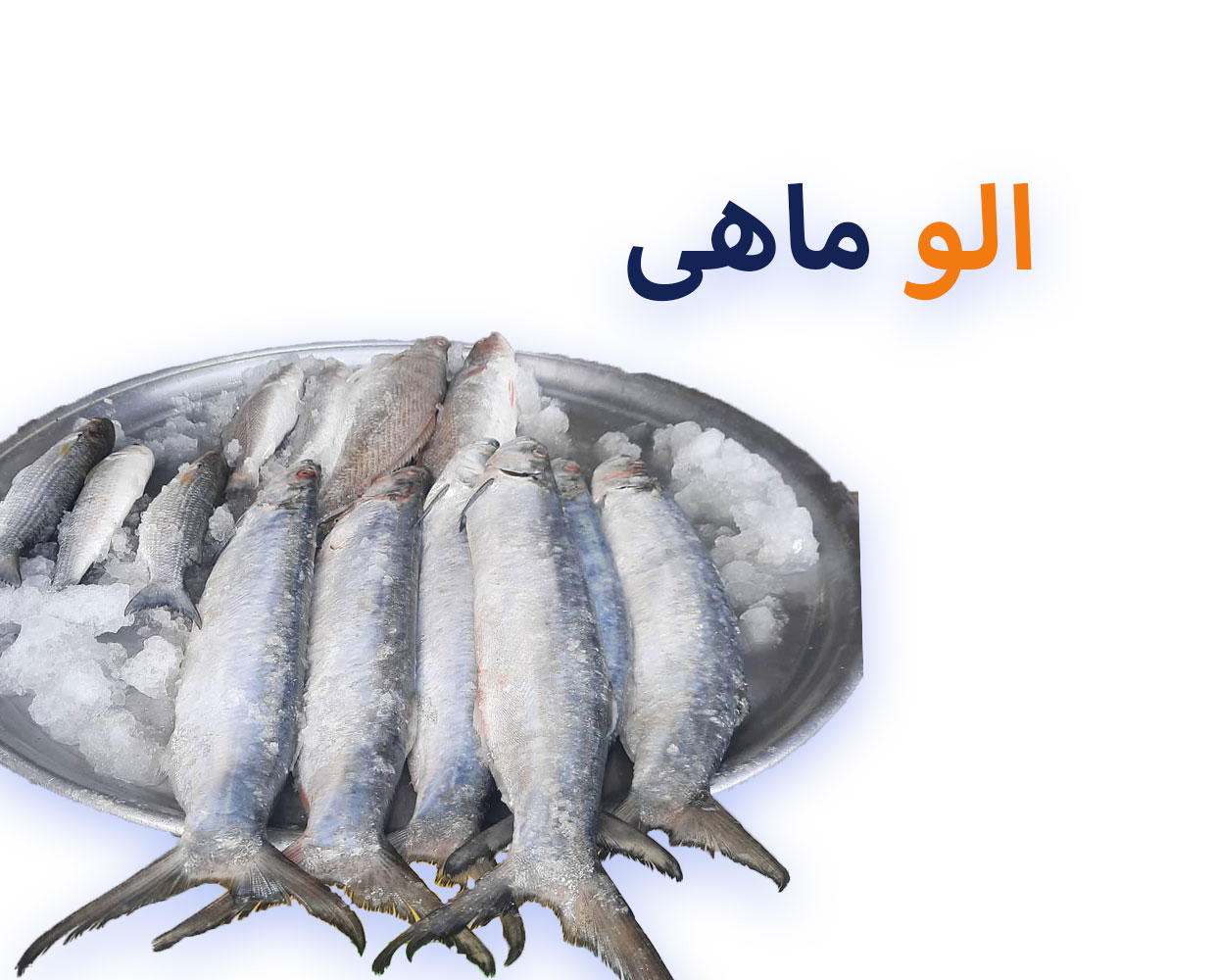خرید و قیمت ماهی خارو تازه دریای جنوب از خلیج فارس
